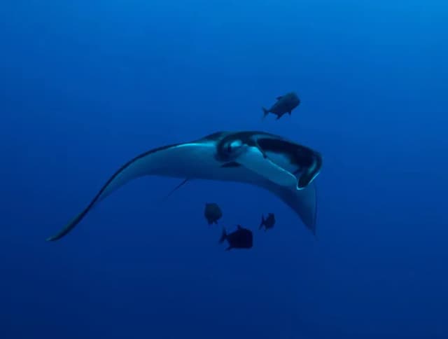 Socorro Dive Report: March 2019 Photo Workshop