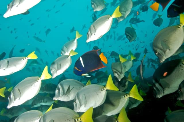 Galapagos Trip Report December 2020