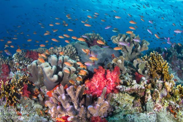 Fiji Trip Report October 2022
