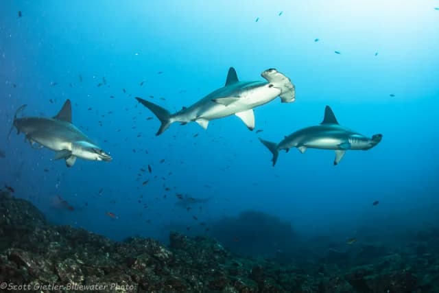 Best Scuba Diving in Mexico - Top 9