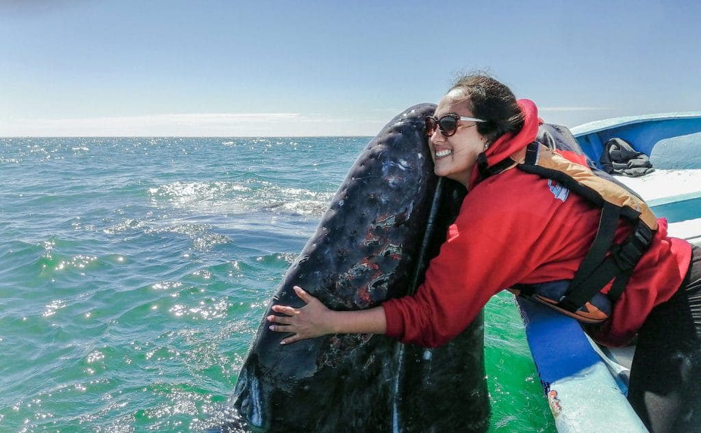San Ignacio Gray Whales - image