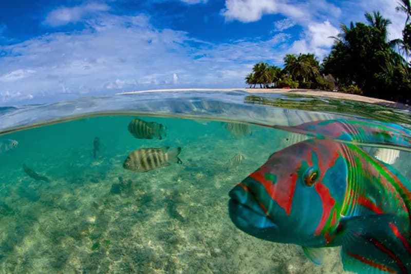 Tropical fish swim near Motu Aito Paradise