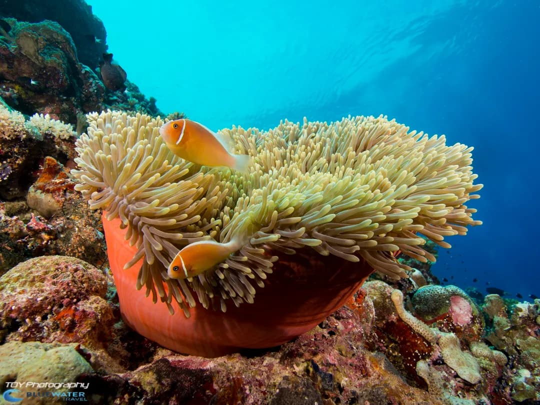 Micronesia