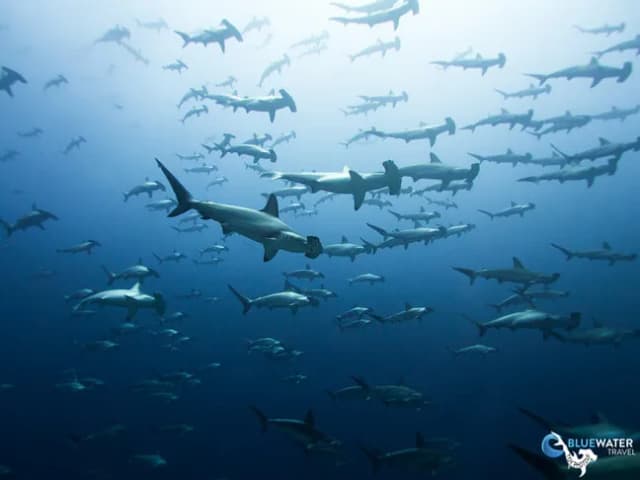 Scuba Diving Bucket List: Top 5 Experiences Scuba Diving Bucket List: Top 5 Experiences