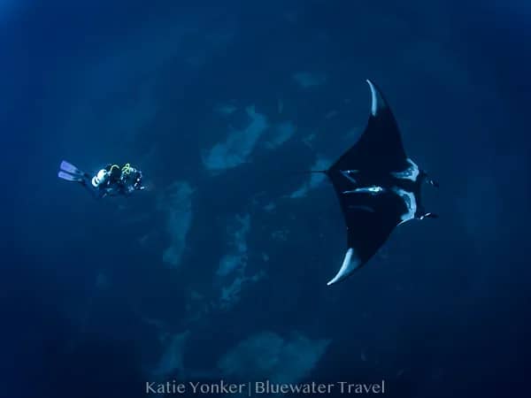 Best Liveaboard Destinations in the World Best Liveaboard Destinations in the World