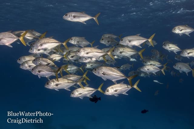 Best Liveaboard Destinations for Beginner Scuba Divers Best Liveaboard Destinations for Beginner Scuba Divers
