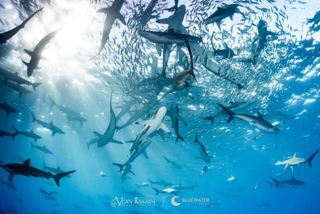 Best Shark Diving in the World - Top 5 Best Shark Diving in the World - Top 5