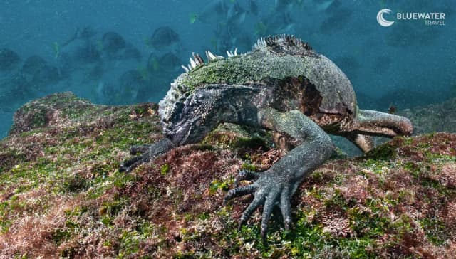 Galapagos Trip Report 2024 Galapagos Trip Report 2024