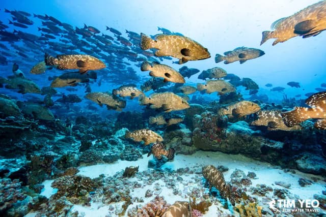 Fakarava Grouper Spawning Bluewater Trip 2024 Fakarava Grouper Spawning Bluewater Trip 2024
