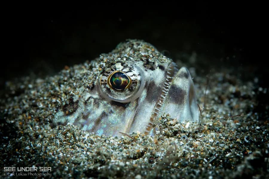 Muck Diving: Top 8 Destinations for Finding Tiny Critters - image Muck Diving: Top 8 Destinations for Finding Tiny Critters - image