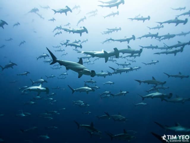 Top 4 Places to Dive with Hammerhead Sharks Top 4 Places to Dive with Hammerhead Sharks
