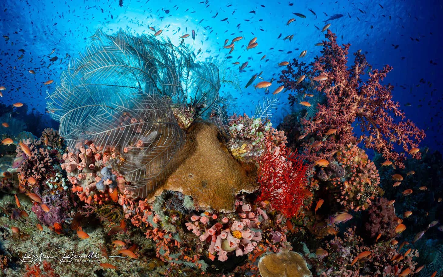 Bali to Komodo Trip Report 2024 - image Bali to Komodo Trip Report 2024 - image