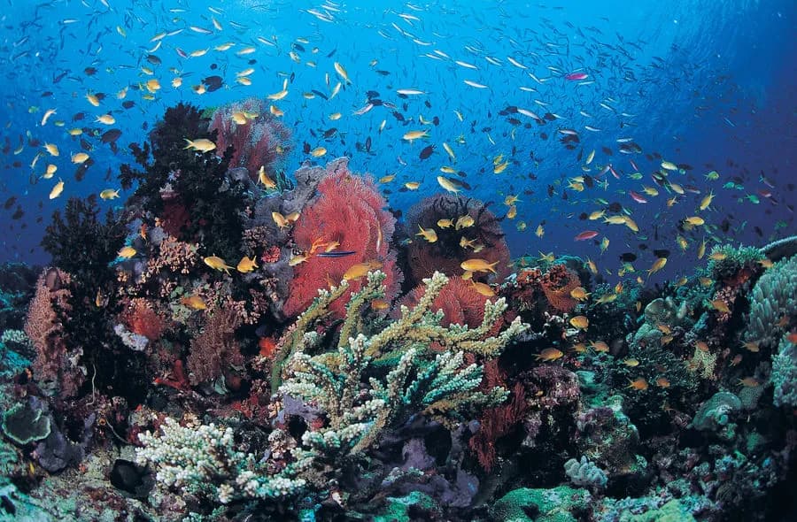 Bluewater Travel is a 2025 Award-Winning Dive Travel Agency - image Bluewater Travel is a 2025 Award-Winning Dive Travel Agency - image