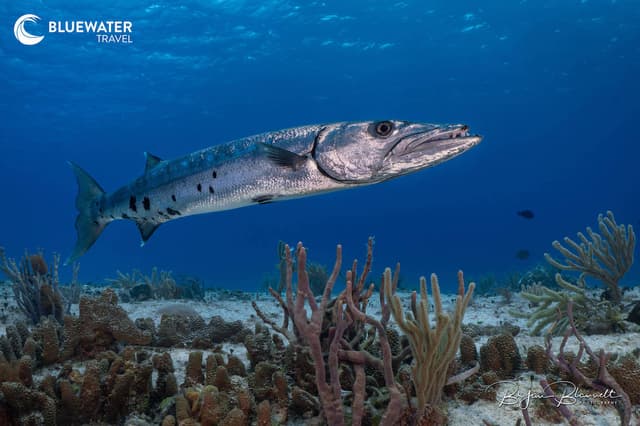 Cozumel Trip Report 2025 Cozumel Trip Report 2025