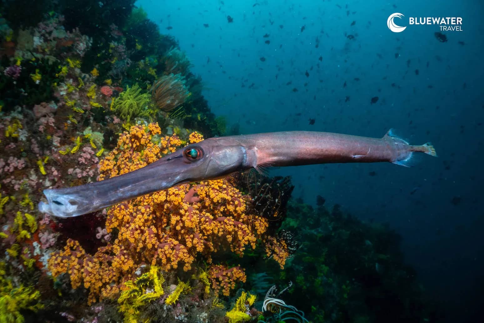 Anilao Spring 2025 Underwater Photoworkshop Trip Report Anilao Spring 2025 Underwater Photoworkshop Trip Report