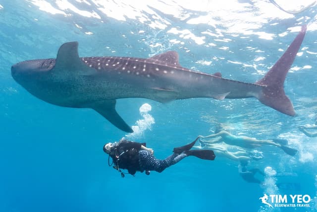 Beginner’s Guide to Swimming with Whales & Whale Sharks Beginner’s Guide to Swimming with Whales & Whale Sharks