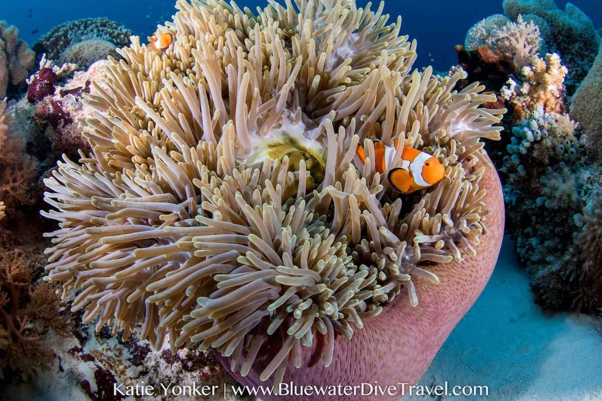 Tubbataha Liveaboard Guide Tubbataha Liveaboard Guide