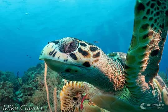 Belize Dive Resorts vs Liveaboards Belize Dive Resorts vs Liveaboards