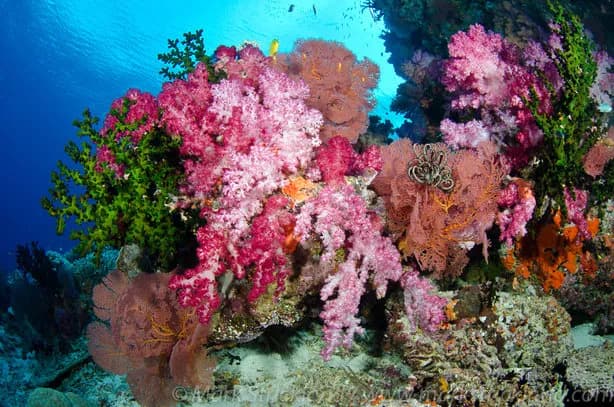 Best Scuba Diving in the World in 2025/26 - image Best Scuba Diving in the World in 2025/26 - image