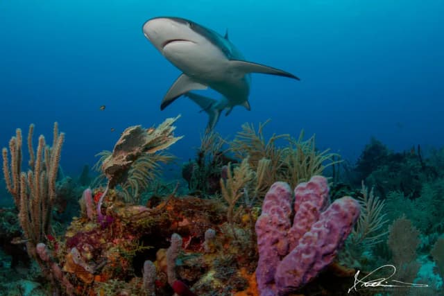 Scuba Diving in April - Top 3 Destinations Scuba Diving in April - Top 3 Destinations