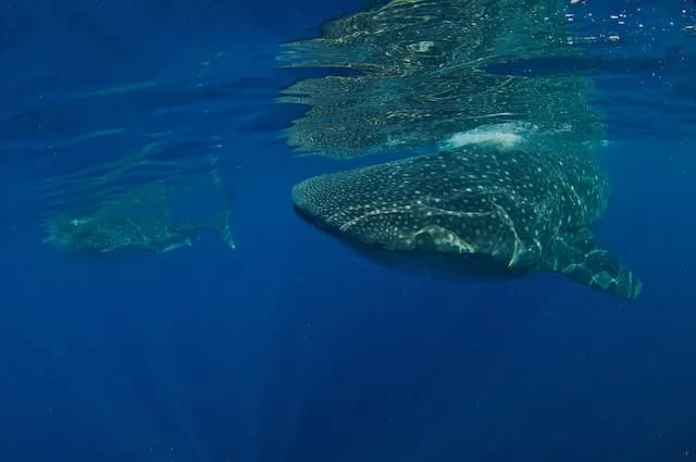 Scuba Diving in July - Top 3 Destinations Scuba Diving in July - Top 3 Destinations