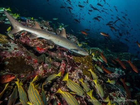 Cocos Island Trip Report Oct 2015 Cocos Island Trip Report Oct 2015