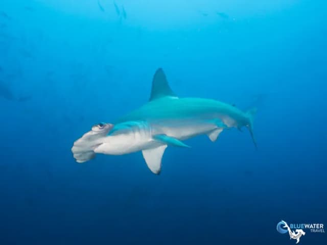 Bluewater Travel's Cocos Island Trip Recap Bluewater Travel's Cocos Island Trip Recap