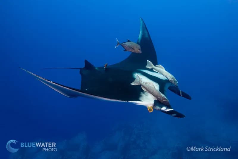 Socorro Islands - image Socorro Islands - image