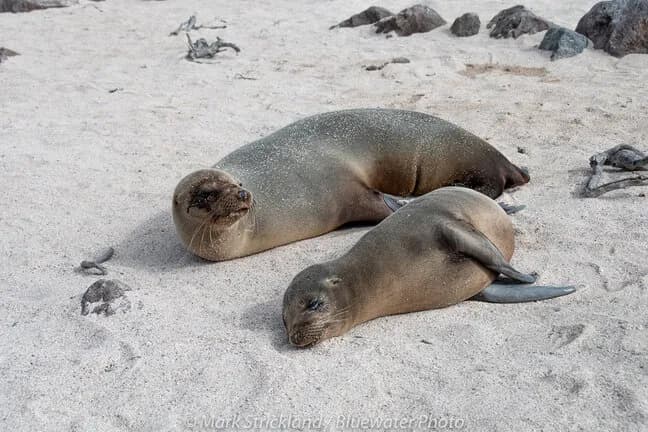 Galapagos - image Galapagos - image