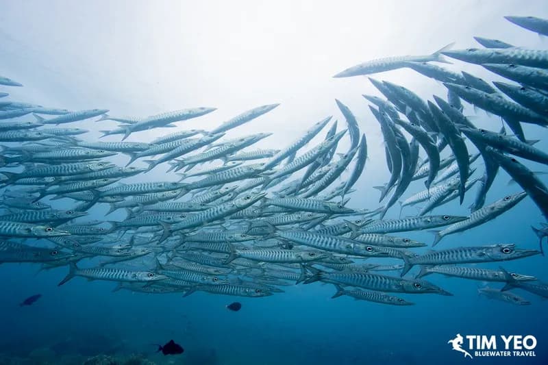 1. Raja Ampat Area 1. Raja Ampat Area