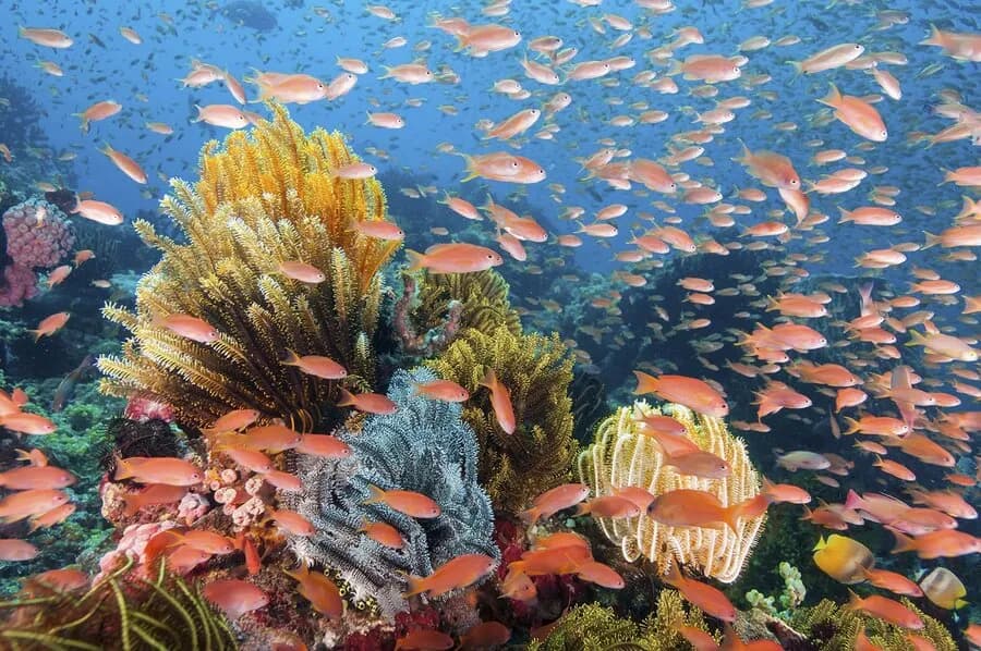 Wakatobi National Park - image Wakatobi National Park - image