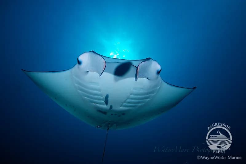 Palau - image Palau - image