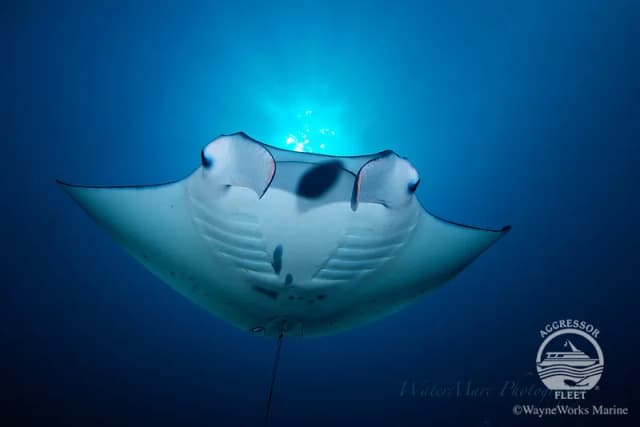 Palau Palau