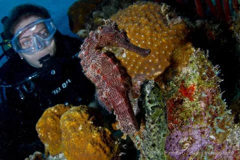 Bonaire Bonaire