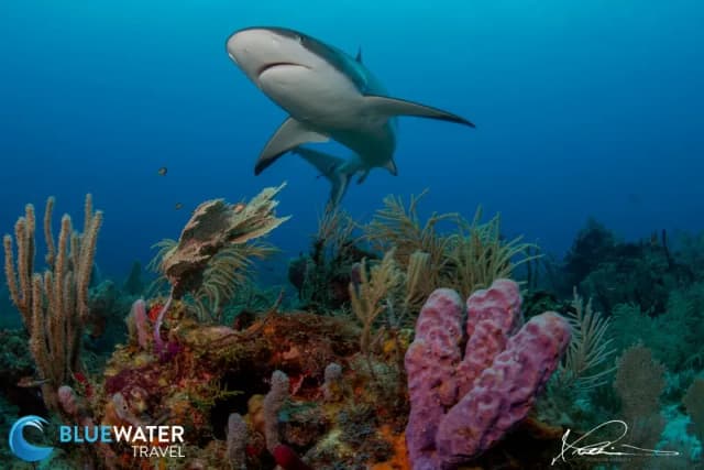 Roatán; Utila & Guanaja Roatán; Utila & Guanaja