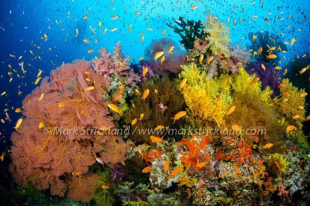 Fiji - image Fiji - image