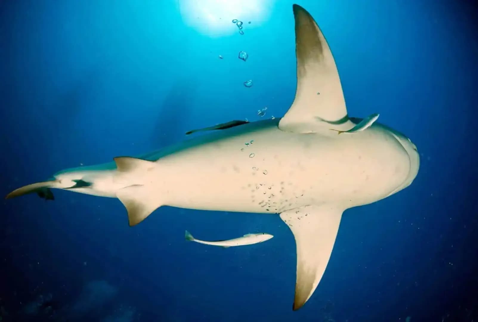 Shark Diving Mozambique - image Shark Diving Mozambique - image