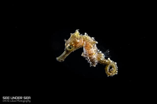 Lembeh Macro Critter Workshop 2026 Lembeh Macro Critter Workshop 2026