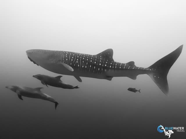 Socorro Warm Water Pelagic Trip 2026 Socorro Warm Water Pelagic Trip 2026