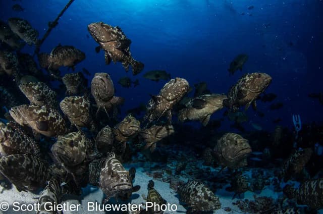 Fakarava Grouper Spawning Trip June 2027 Fakarava Grouper Spawning Trip June 2027