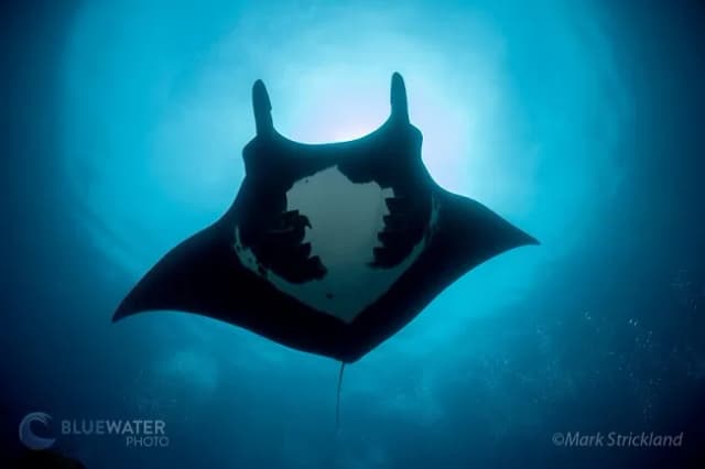 Halmahera Remote Indonesia Liveaboard Trip August 2027 Halmahera Remote Indonesia Liveaboard Trip August 2027