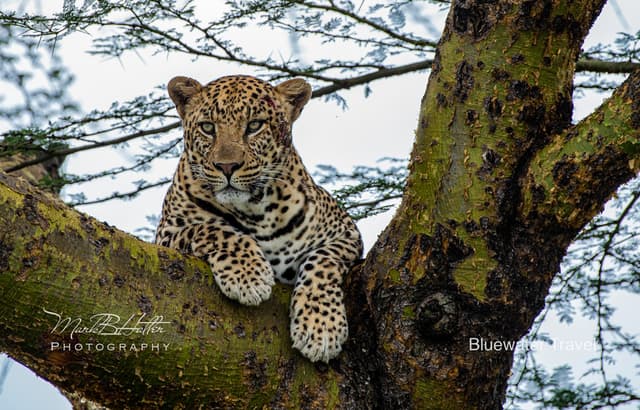 Tanzania Big Game Safari August 2026 Tanzania Big Game Safari August 2026
