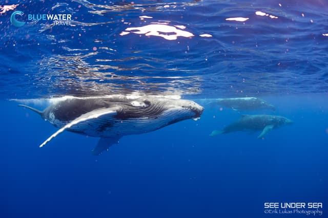 Close Encounters With Humpback Whales In French Polynesia 2026 Close Encounters With Humpback Whales In French Polynesia 2026