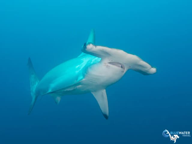 Cocos Pelagic Expedition 2027 Cocos Pelagic Expedition 2027