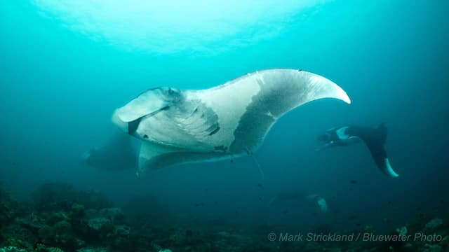 Raja Ampat Luxury Liveaboard Photo Workshop 2027 Raja Ampat Luxury Liveaboard Photo Workshop 2027