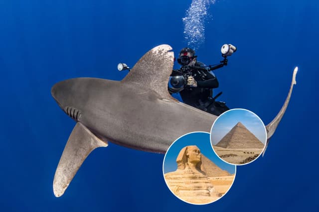Red Sea Sharks And Iconic Wrecks Adventure 2026 Red Sea Sharks And Iconic Wrecks Adventure 2026