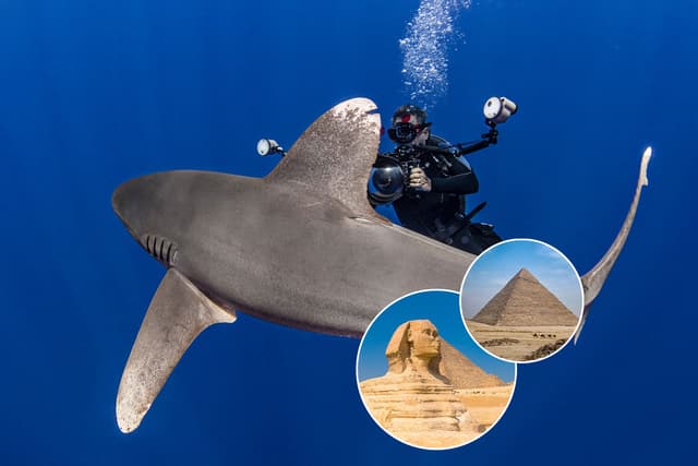 Red Sea Sharks And Iconic Wrecks Adventure 2026 Red Sea Sharks And Iconic Wrecks Adventure 2026