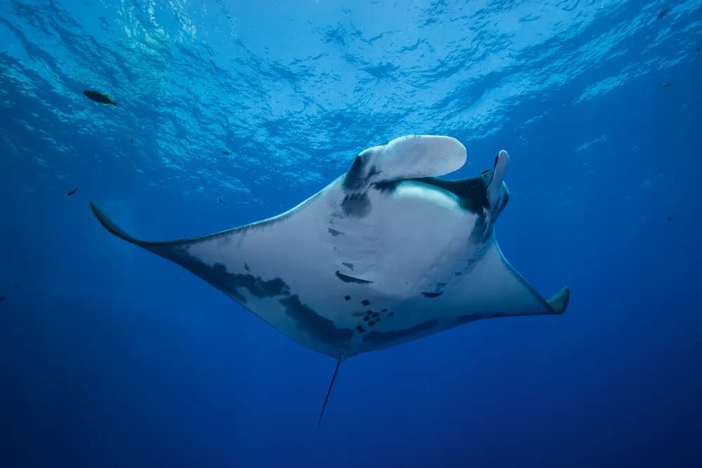 Komodo & Bali Liveaboard Adventure 2026 Trip Extension Komodo & Bali Liveaboard Adventure 2026 Trip Extension
