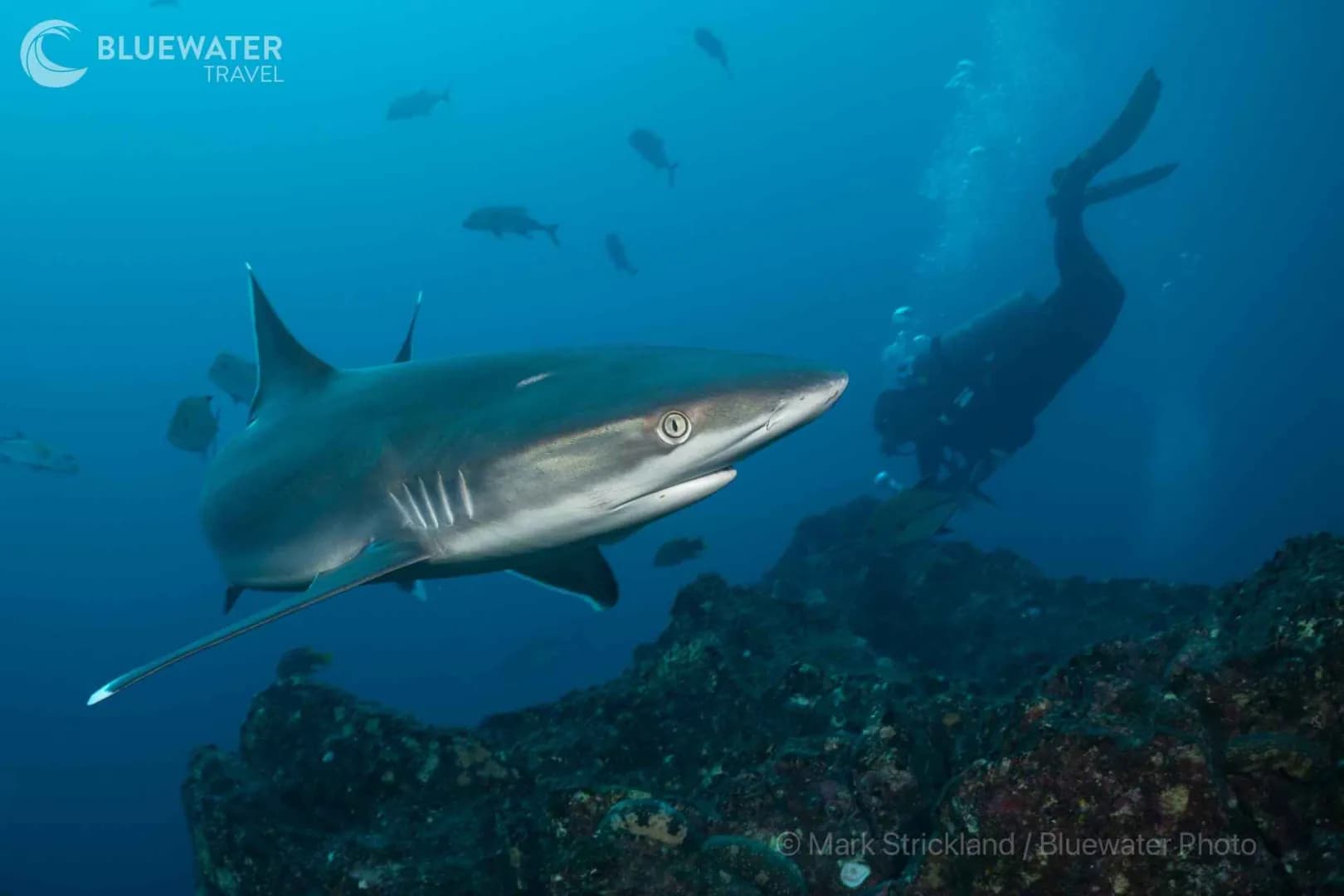 Socorro Manta And Shark Madness Photo Workshop 2028 Trip Extension Socorro Manta And Shark Madness Photo Workshop 2028 Trip Extension