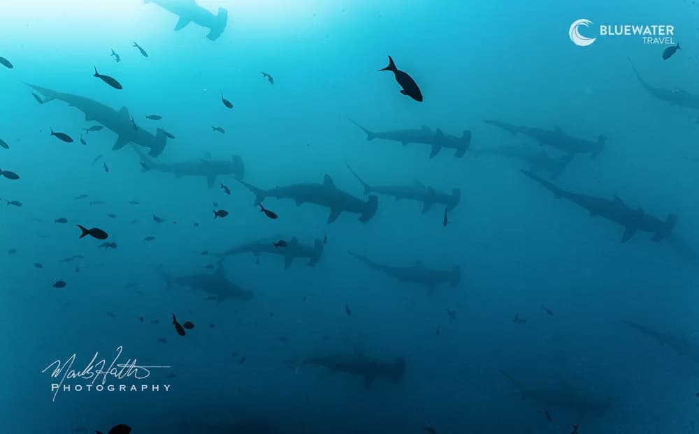 Galapagos Spectacular Hammerhead; Manta; Mola And Marine Iguana Trip 2028 Trip Extension Galapagos Spectacular Hammerhead; Manta; Mola And Marine Iguana Trip 2028 Trip Extension